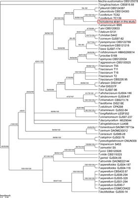 An Endophytic Trichoderma Strain Promotes Growth of Its Hosts and Defends Against Pathogen Attack